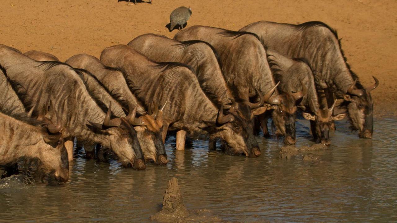 Kwalucia Private Safari Retreat Hotel Saint Lucia Estuary Екстериор снимка