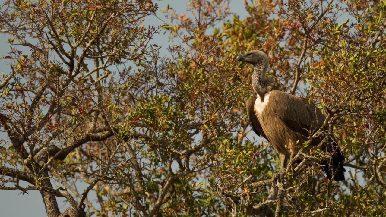 Kwalucia Private Safari Retreat Hotel Saint Lucia Estuary Екстериор снимка