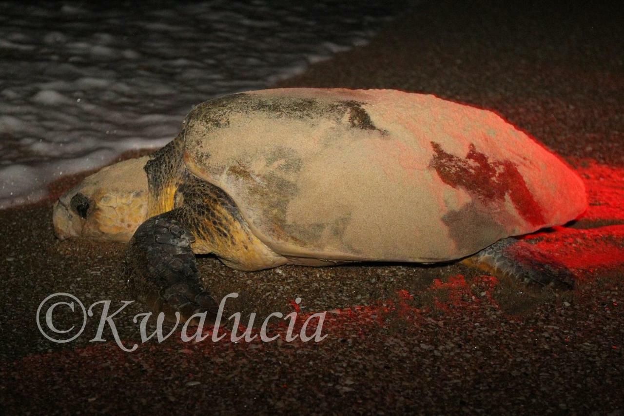 Kwalucia Private Safari Retreat Hotel Saint Lucia Estuary Екстериор снимка